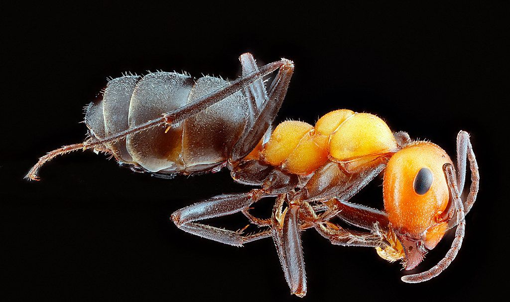 Ant Control service in Pocatello, ID