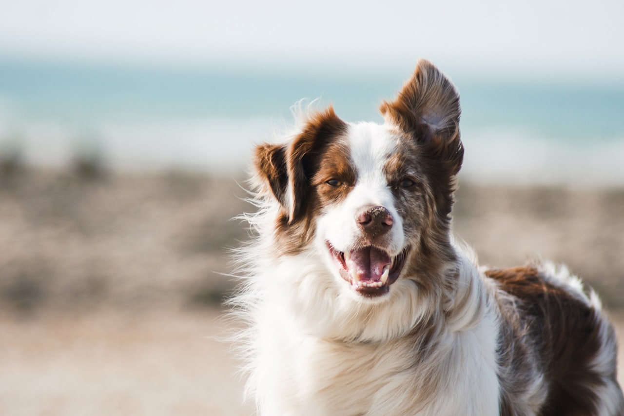 Flea & Tick Control service in Pocatello, ID