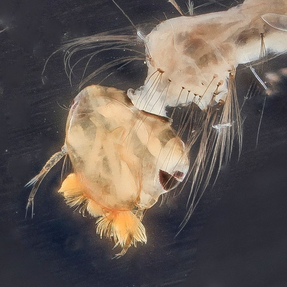 Mosquito Control service in Pocatello, ID