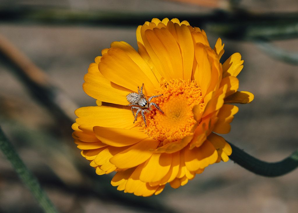 Spider Control service in Pocatello, ID